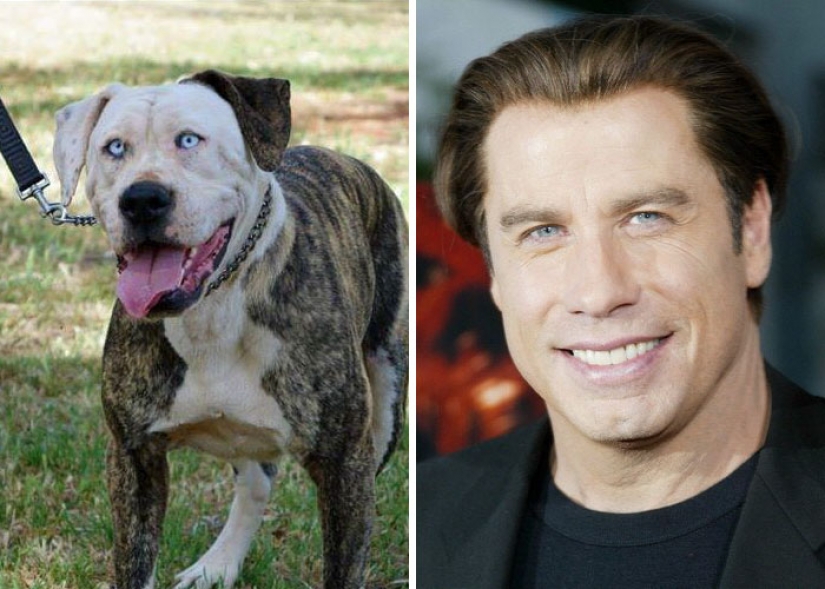 20 celebrities and their animal counterparts 20 celebrities and their animal counterparts