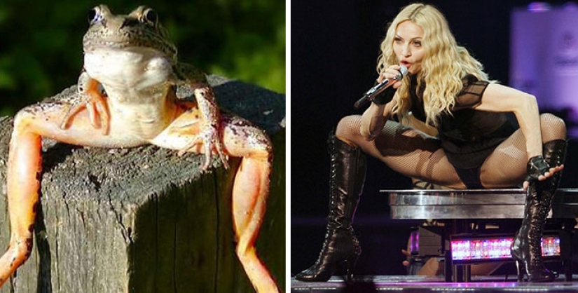 20 celebrities and their animal counterparts 20 celebrities and their animal counterparts