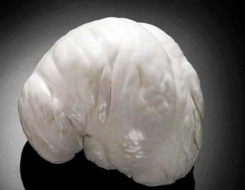 20 datos interesantes sobre la Antártida que no sabías 20 datos interesantes sobre la Antártida que no sabías