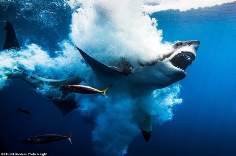 20 impresionantes fotos de los ganadores del concurso de Fotografía Photo Is Light World 20 impresionantes fotos de los ganadores del concurso de Fotografía Photo Is Light World