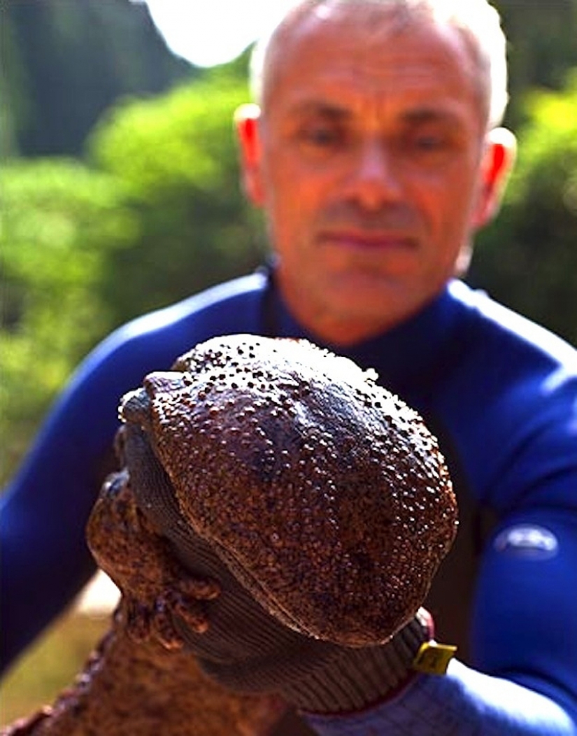 20 la mayoría de los increíbles monstruos de río