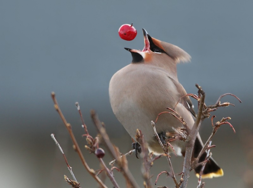 20 photos taken at the right moment that will make you look