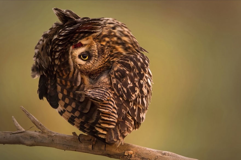 20 photos that owls can be proud of 20 photos that owls can be proud of