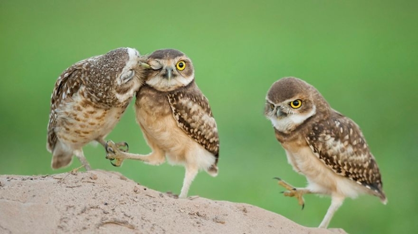 20 photos that owls can be proud of 20 photos that owls can be proud of