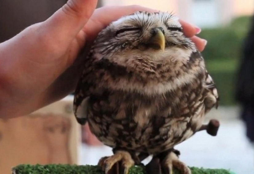 20 photos that owls can be proud of 20 photos that owls can be proud of