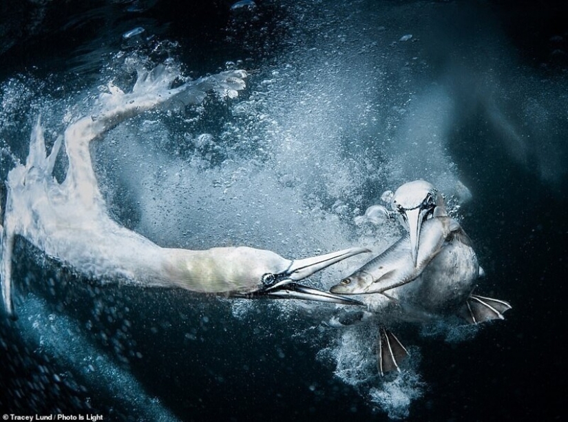 20 stunning photos from the winners of the Photo Is Light World Photography contest 20 stunning photos from the winners of the Photo Is Light World Photography contest