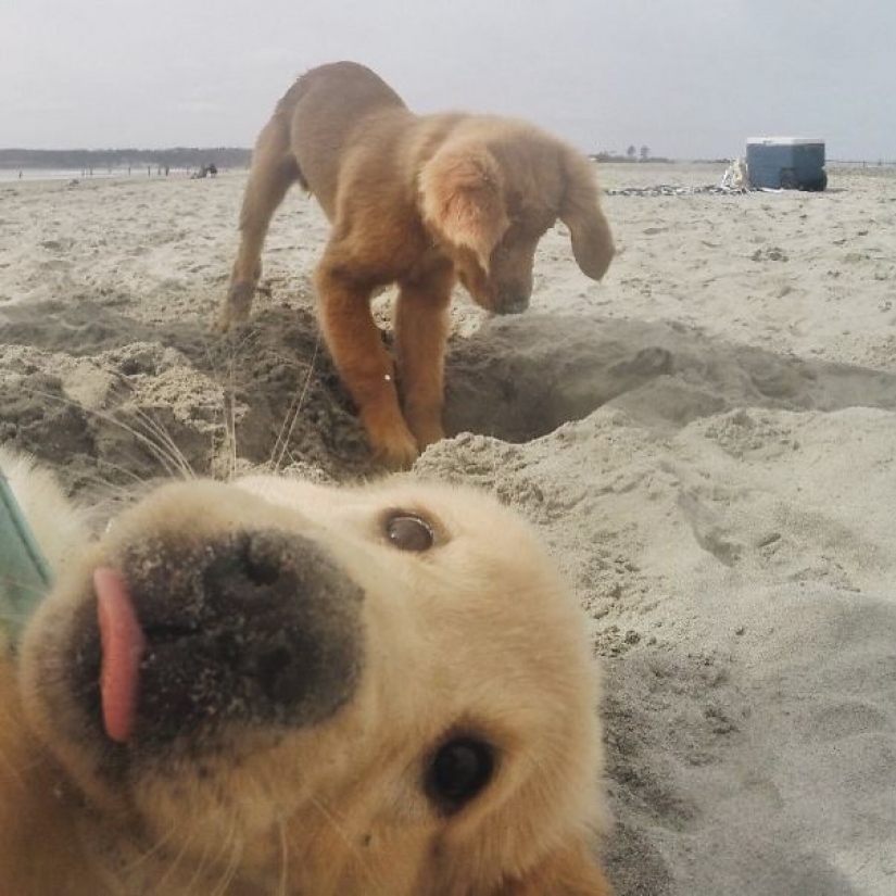 23 perros que son genios de la foto bomba