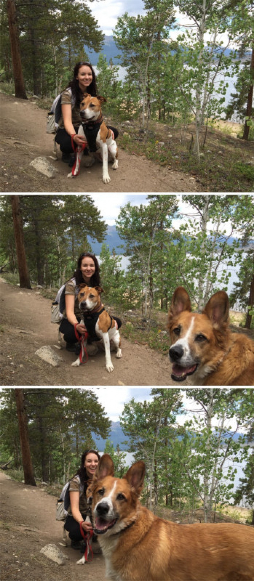 23 perros que son genios de la foto bomba