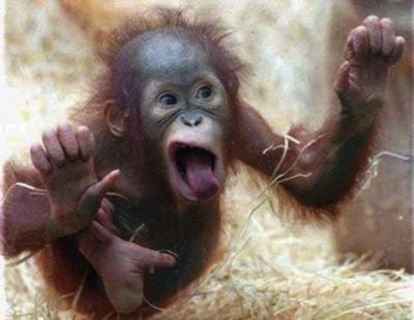 25 animales que lamer el Windows y robar nuestros corazones! 25 animales que lamer el Windows y robar nuestros corazones!