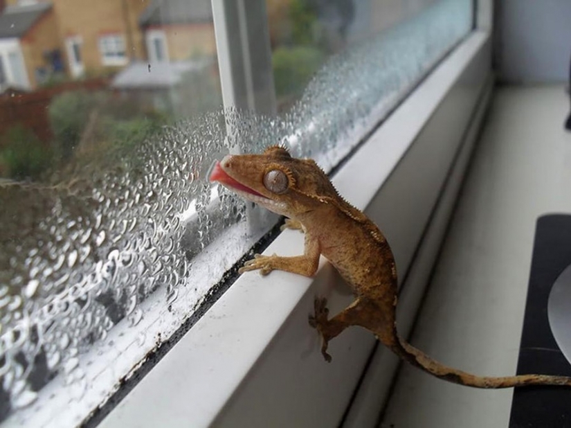 25 animals that lick the Windows and steal our hearts!
