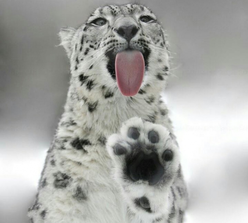 25 animals that lick the Windows and steal our hearts!