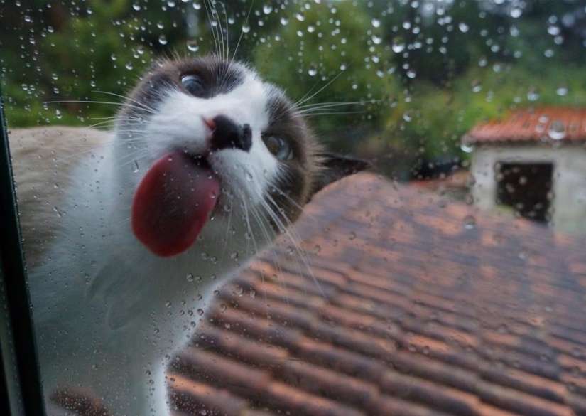 25 animals that lick the Windows and steal our hearts!