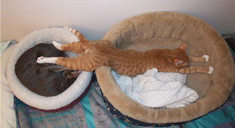25 cat sleeping poses 25 cat sleeping poses