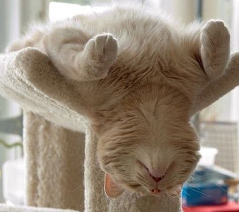 25 cat sleeping poses 25 cat sleeping poses