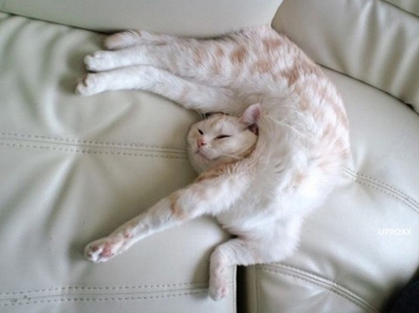 25 cat sleeping poses 25 cat sleeping poses
