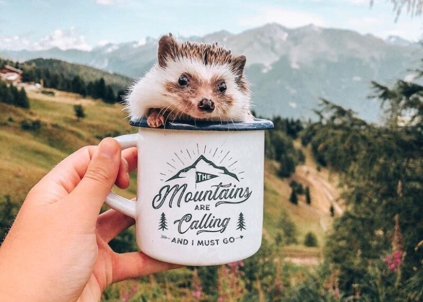25 pictures of a charming hedgehog who travels the world and wins people's hearts 25 pictures of a charming hedgehog who travels the world and wins people's hearts