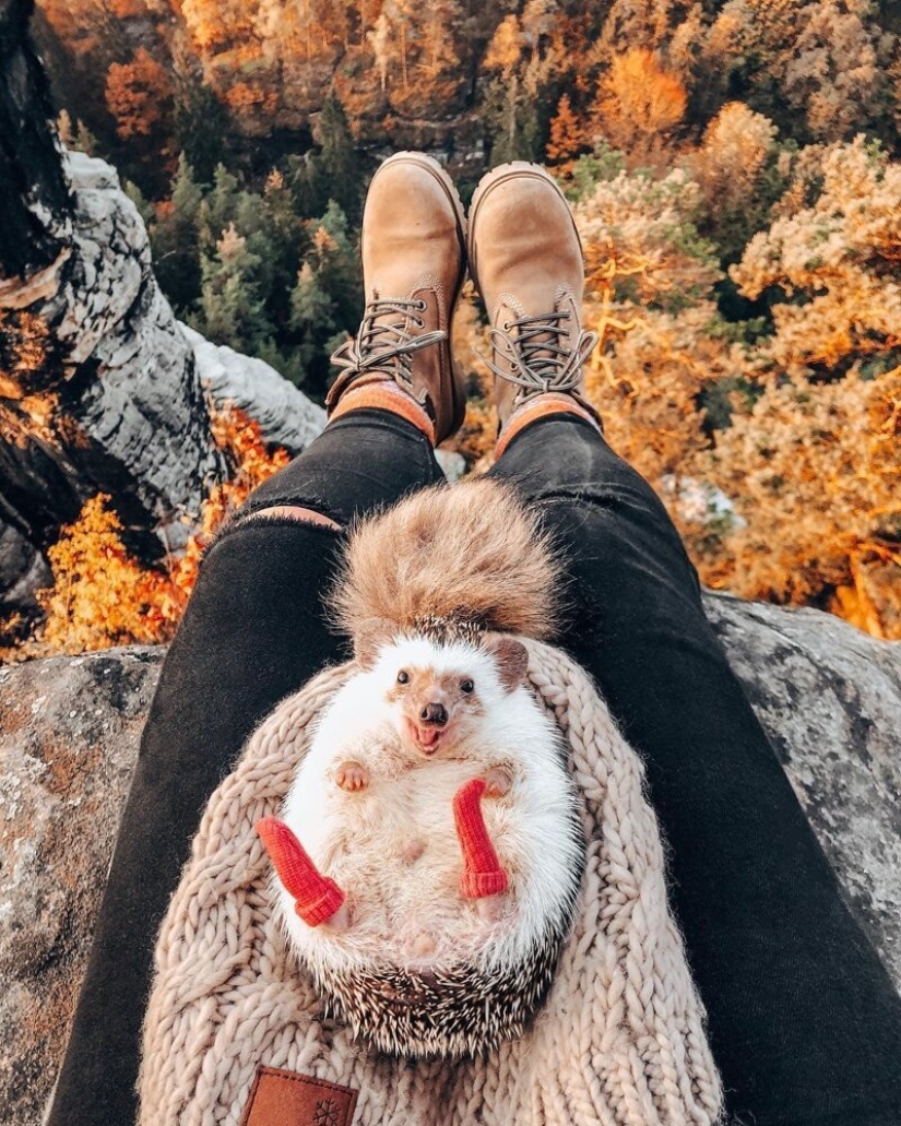 25 pictures of a charming hedgehog who travels the world and wins people's hearts 25 pictures of a charming hedgehog who travels the world and wins people's hearts