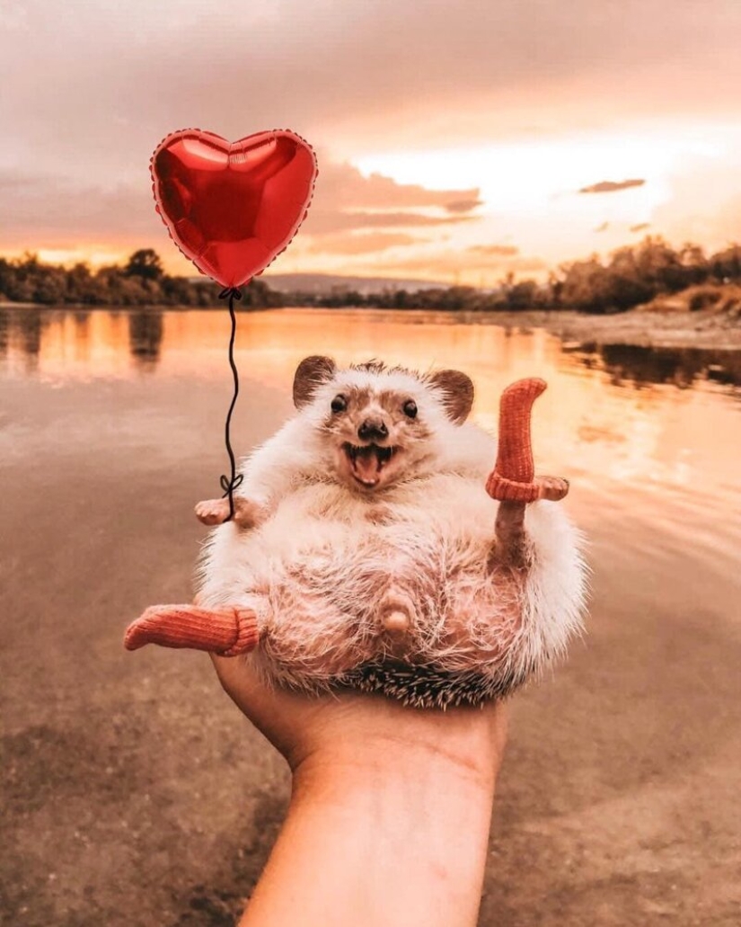 25 pictures of a charming hedgehog who travels the world and wins people's hearts 25 pictures of a charming hedgehog who travels the world and wins people's hearts