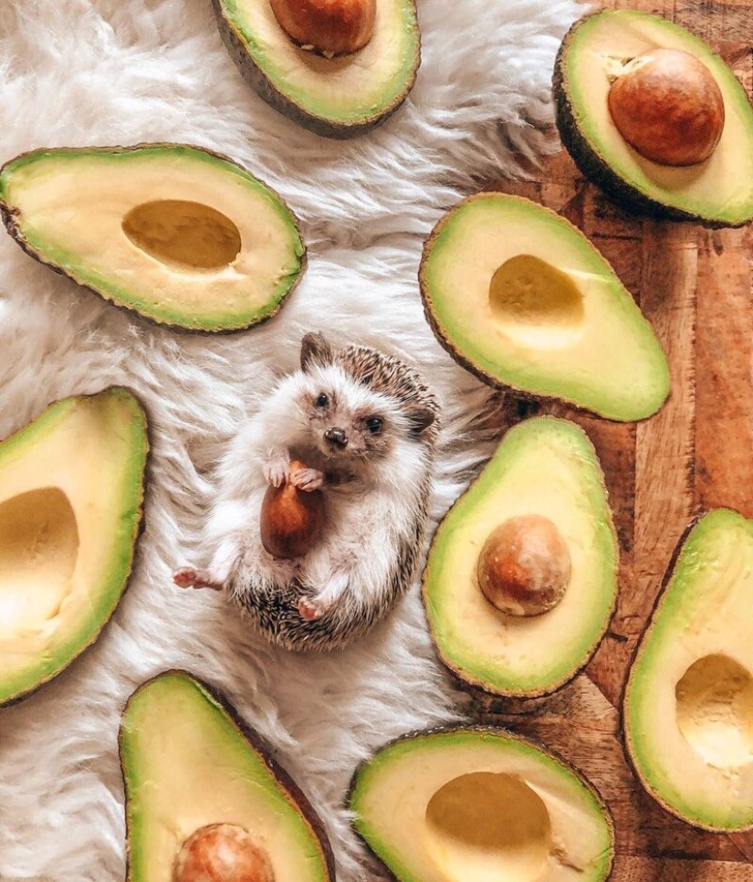 25 pictures of a charming hedgehog who travels the world and wins people's hearts 25 pictures of a charming hedgehog who travels the world and wins people's hearts