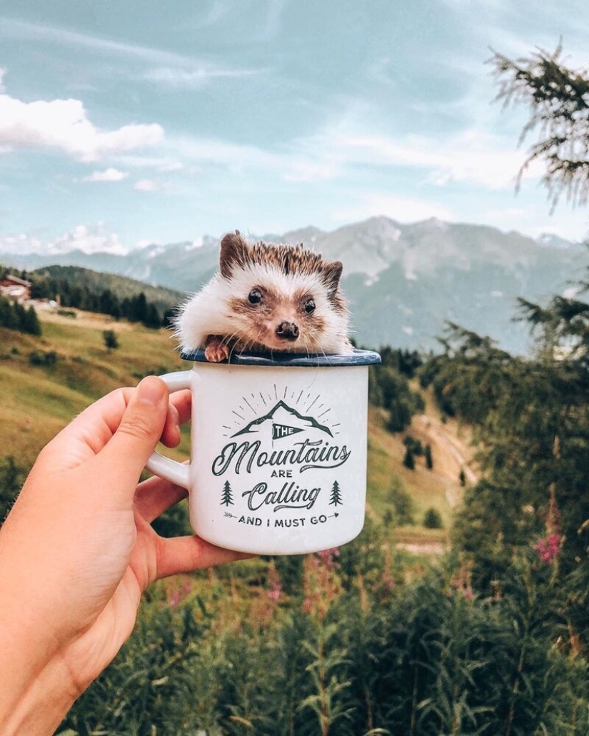 25 pictures of a charming hedgehog who travels the world and wins people's hearts 25 pictures of a charming hedgehog who travels the world and wins people's hearts