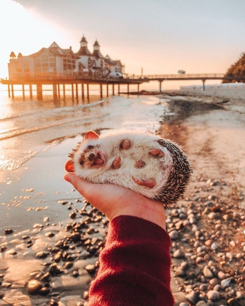 25 pictures of a charming hedgehog who travels the world and wins people's hearts 25 pictures of a charming hedgehog who travels the world and wins people's hearts