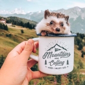 25 pictures of a charming hedgehog who travels the world and wins people's hearts