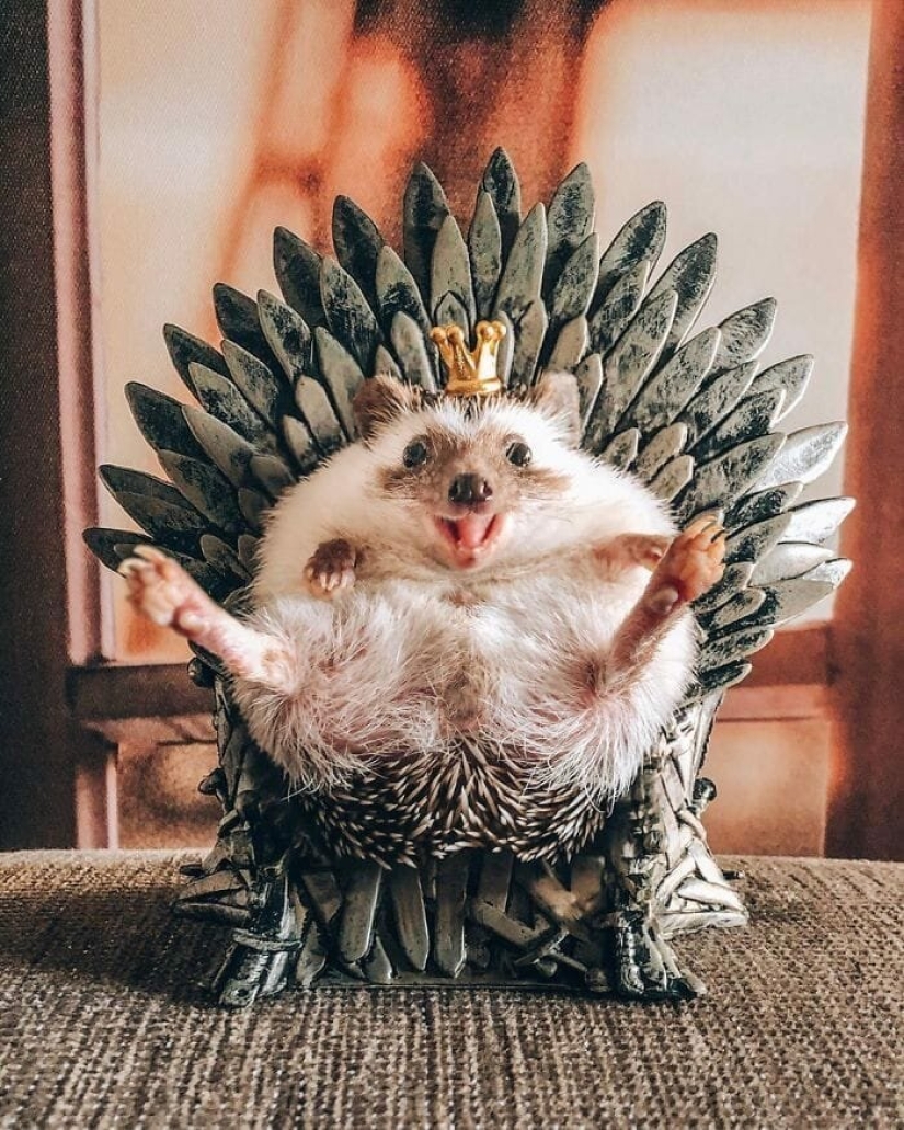 25 pictures of a charming hedgehog who travels the world and wins people's hearts 25 pictures of a charming hedgehog who travels the world and wins people's hearts