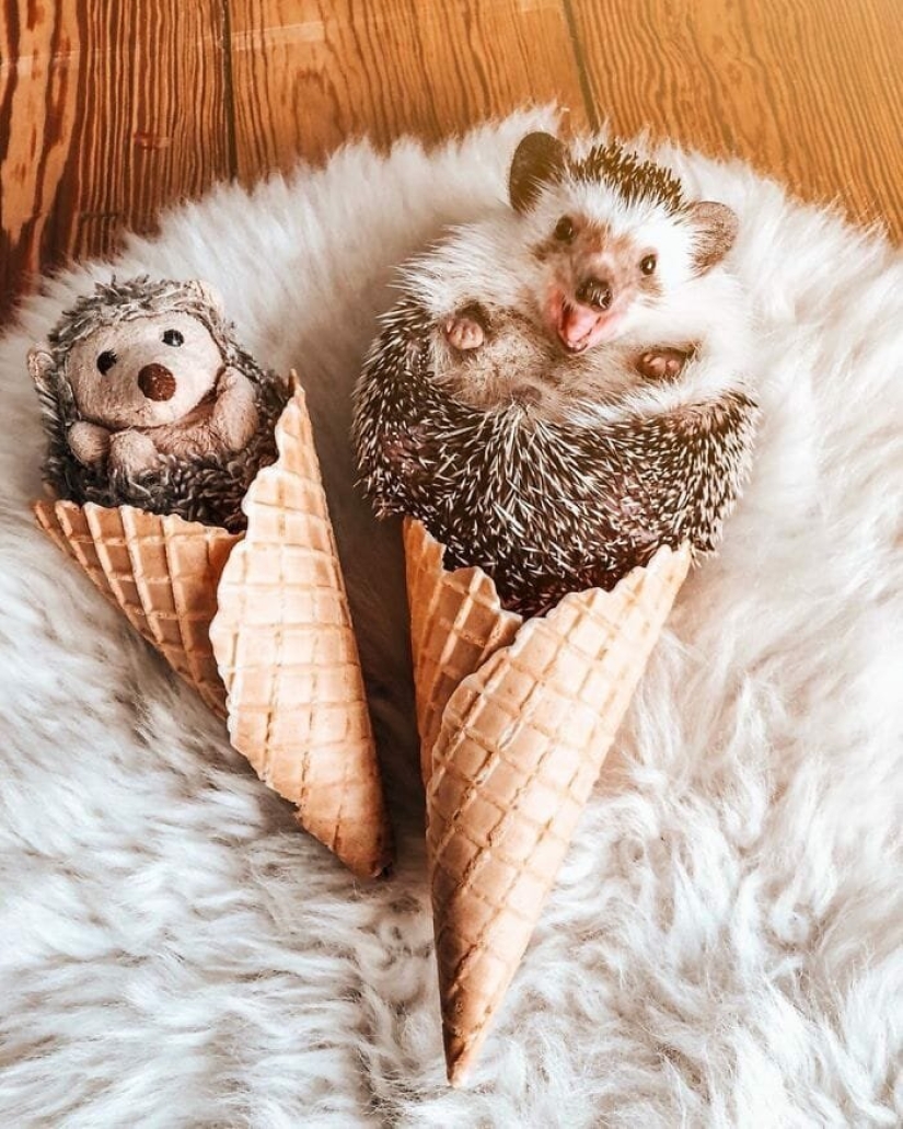 25 pictures of a charming hedgehog who travels the world and wins people's hearts 25 pictures of a charming hedgehog who travels the world and wins people's hearts
