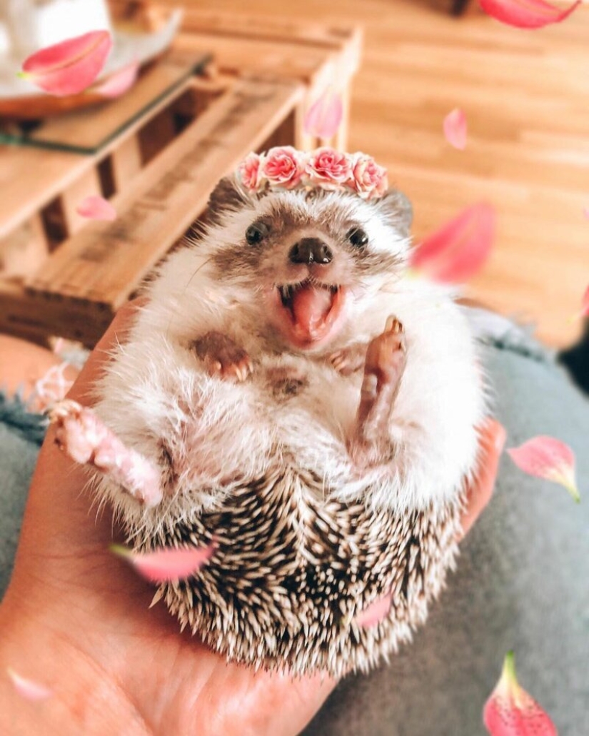 25 pictures of a charming hedgehog who travels the world and wins people's hearts 25 pictures of a charming hedgehog who travels the world and wins people's hearts