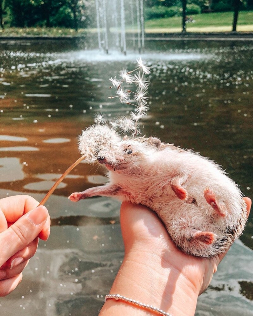25 pictures of a charming hedgehog who travels the world and wins people's hearts 25 pictures of a charming hedgehog who travels the world and wins people's hearts