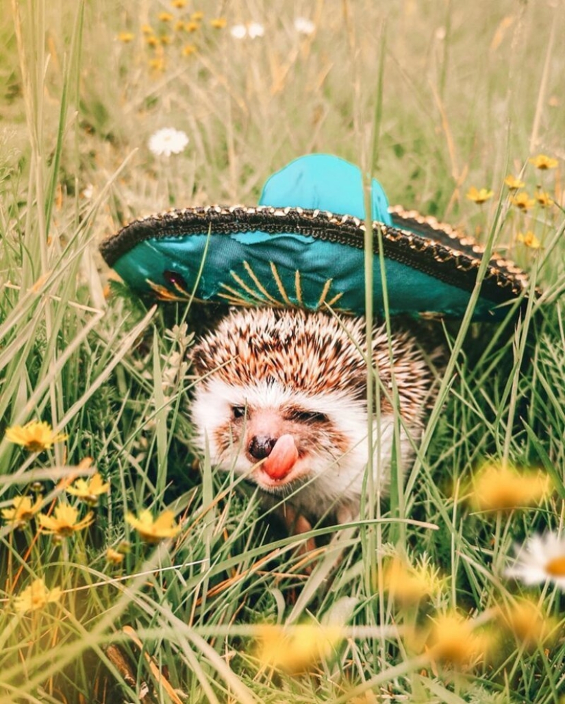 25 pictures of a charming hedgehog who travels the world and wins people's hearts 25 pictures of a charming hedgehog who travels the world and wins people's hearts