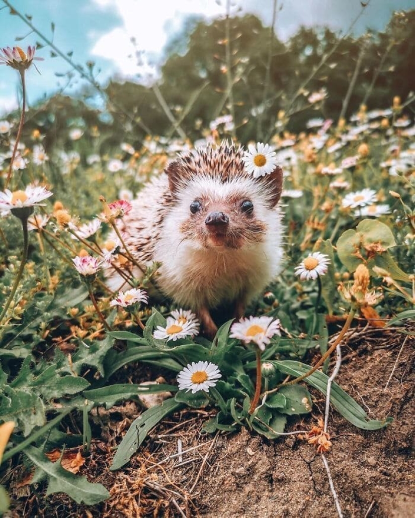 25 pictures of a charming hedgehog who travels the world and wins people's hearts 25 pictures of a charming hedgehog who travels the world and wins people's hearts