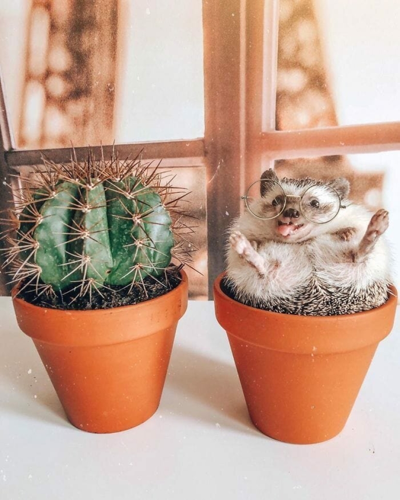 25 pictures of a charming hedgehog who travels the world and wins people's hearts 25 pictures of a charming hedgehog who travels the world and wins people's hearts