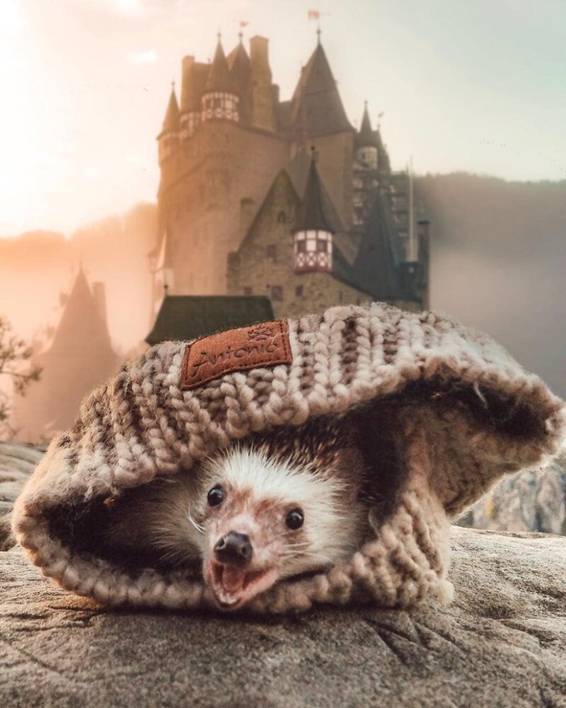 25 pictures of a charming hedgehog who travels the world and wins people's hearts 25 pictures of a charming hedgehog who travels the world and wins people's hearts