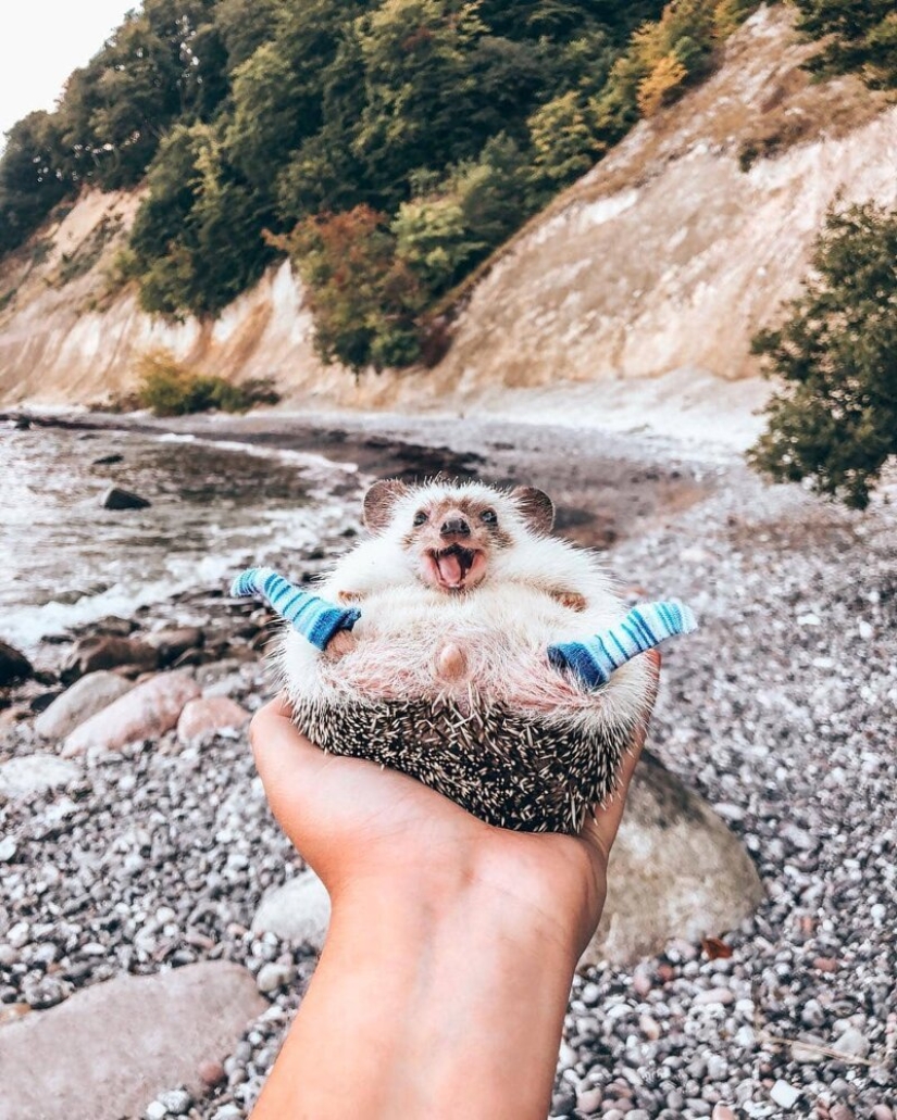 25 pictures of a charming hedgehog who travels the world and wins people's hearts 25 pictures of a charming hedgehog who travels the world and wins people's hearts