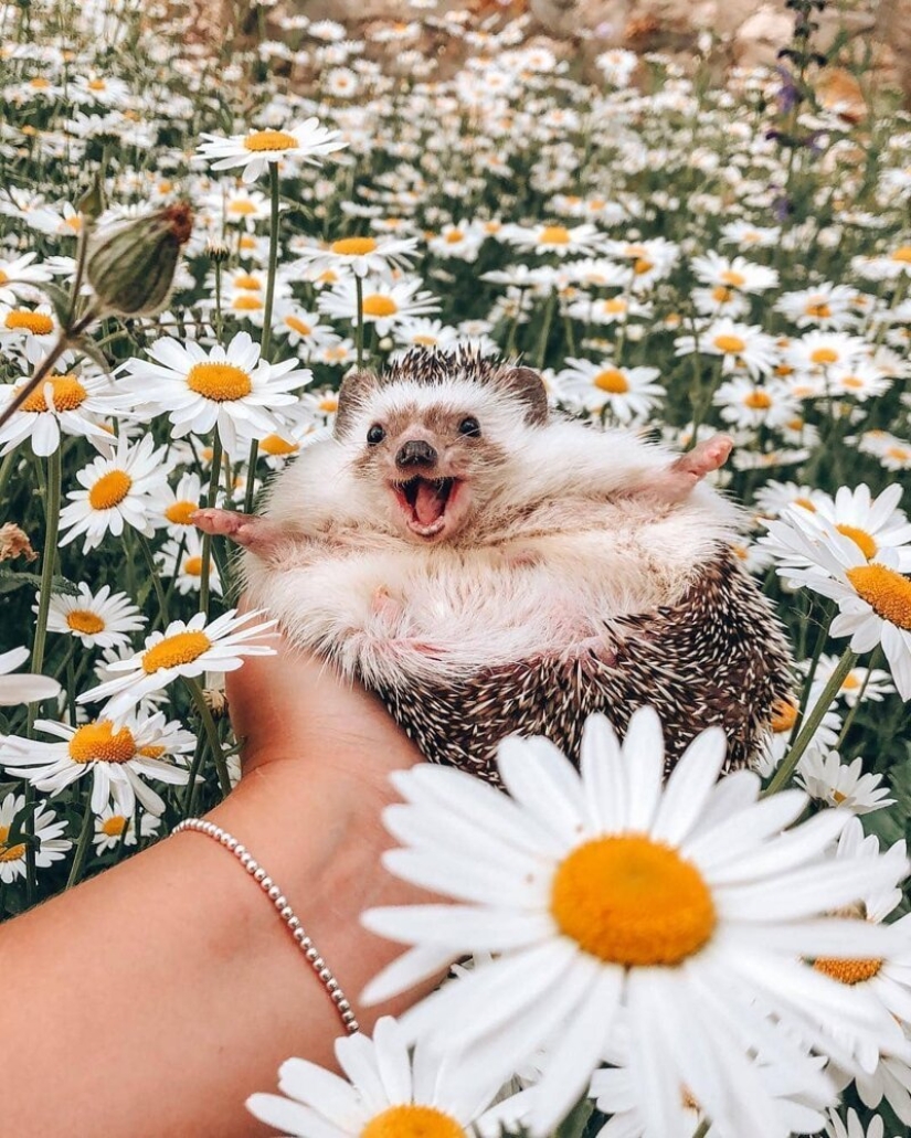 25 pictures of a charming hedgehog who travels the world and wins people's hearts 25 pictures of a charming hedgehog who travels the world and wins people's hearts