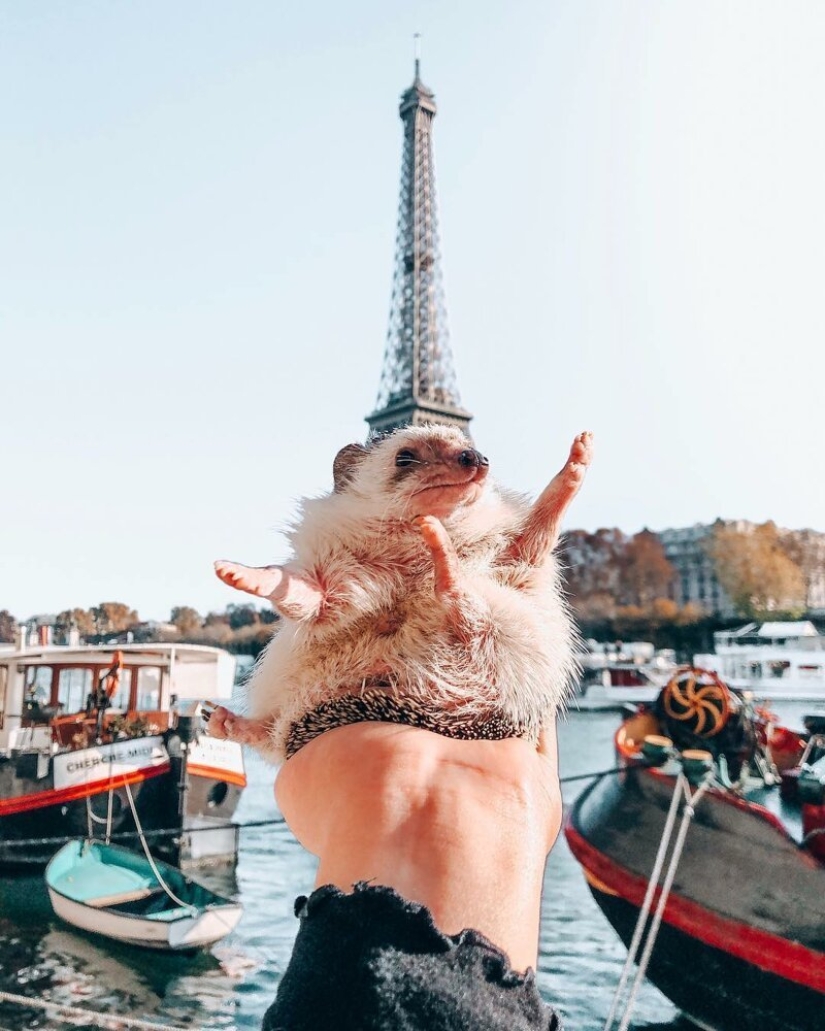 25 pictures of a charming hedgehog who travels the world and wins people's hearts 25 pictures of a charming hedgehog who travels the world and wins people's hearts