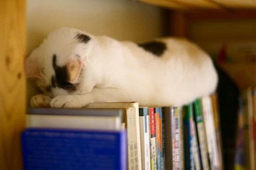 25 poses para dormir de gato