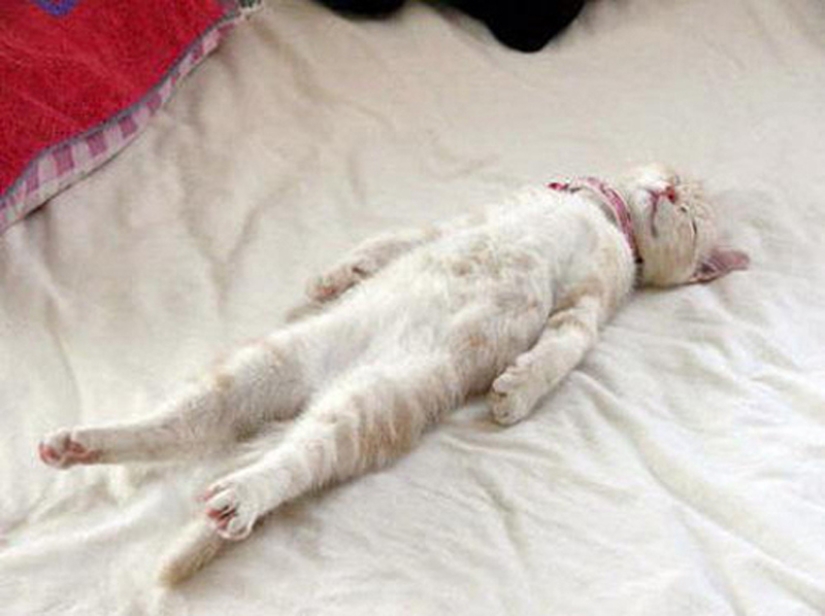 25 poses para dormir de gato