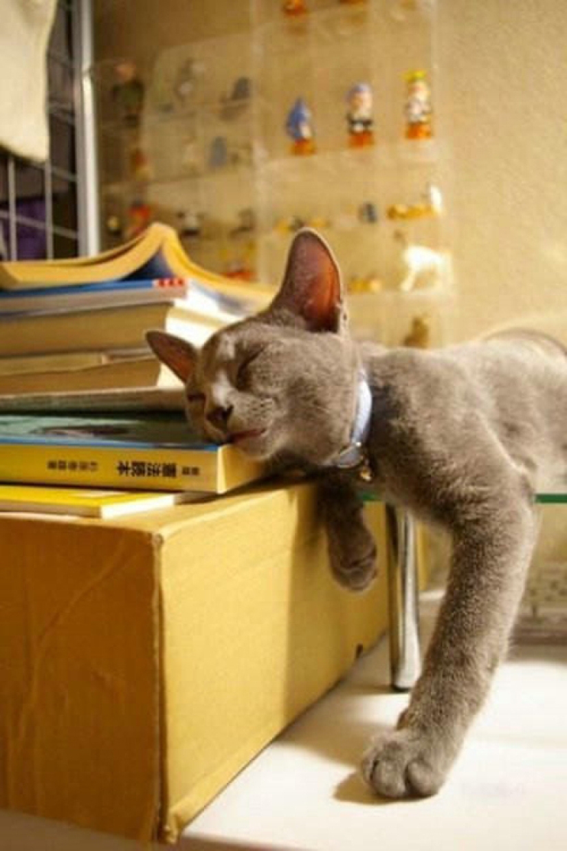 25 poses para dormir de gato