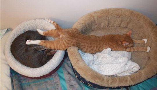 25 poses para dormir de gato