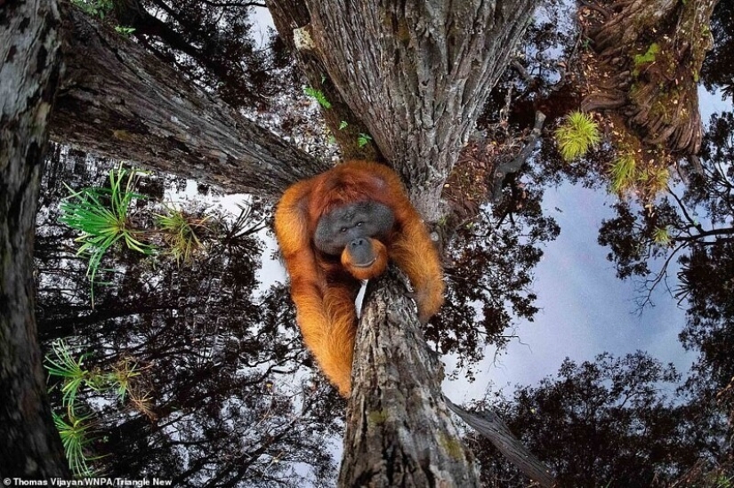 26 impresionantes fotos de los ganadores de la Naturaleza World Photography Awards
