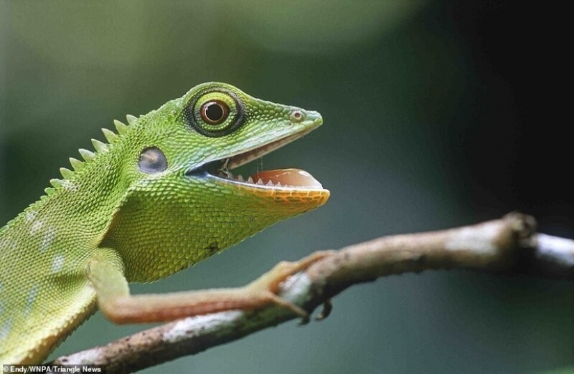 26 impresionantes fotos de los ganadores de la Naturaleza World Photography Awards