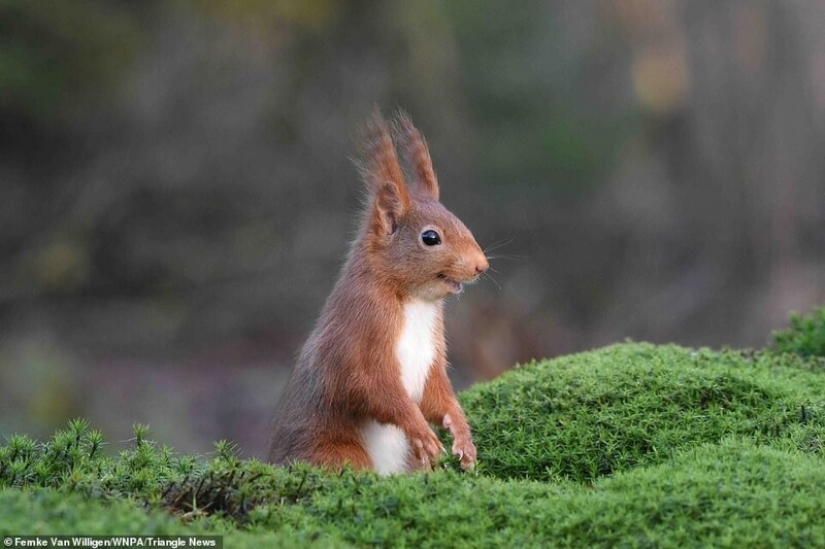 26 impresionantes fotos de los ganadores de la Naturaleza World Photography Awards