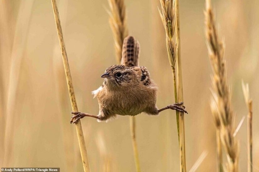 26 impresionantes fotos de los ganadores de la Naturaleza World Photography Awards