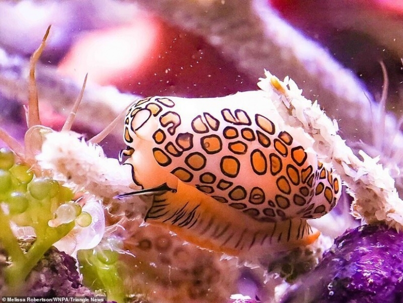 26 impresionantes fotos de los ganadores de la Naturaleza World Photography Awards