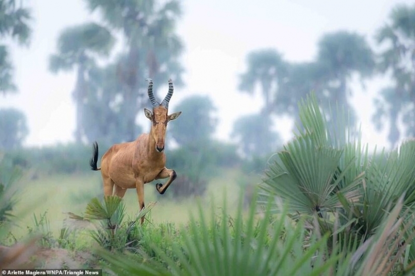 26 impresionantes fotos de los ganadores de la Naturaleza World Photography Awards