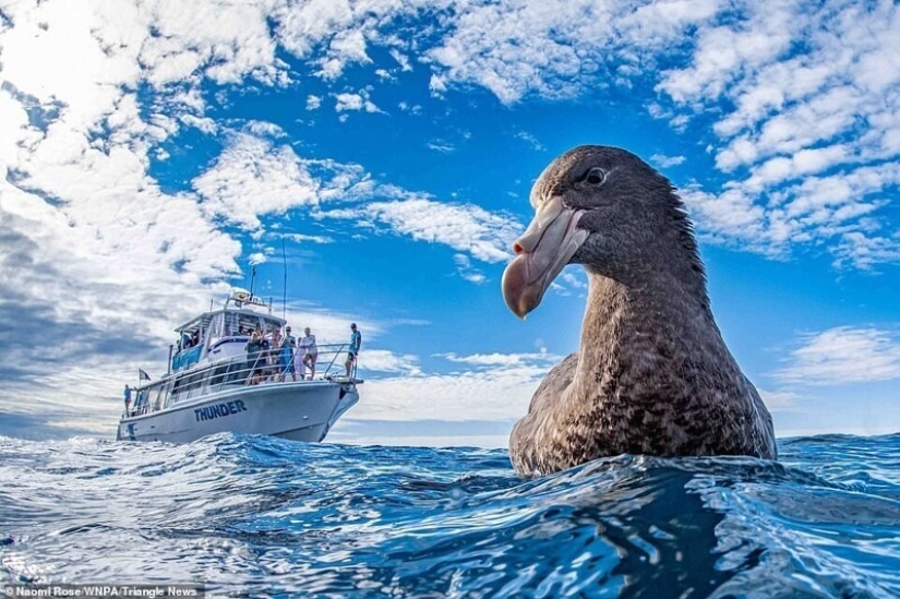 26 impresionantes fotos de los ganadores de la Naturaleza World Photography Awards