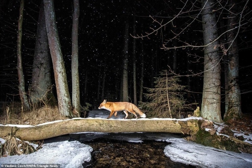 26 impresionantes fotos de los ganadores de la Naturaleza World Photography Awards