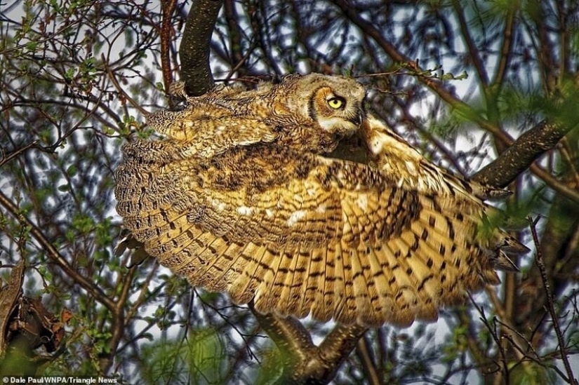 26 impresionantes fotos de los ganadores de la Naturaleza World Photography Awards